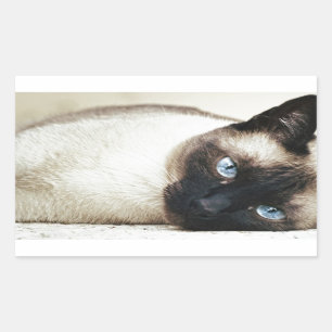 Siamese Cat Pet Purr Meow Kitty Destiny Art Sticker