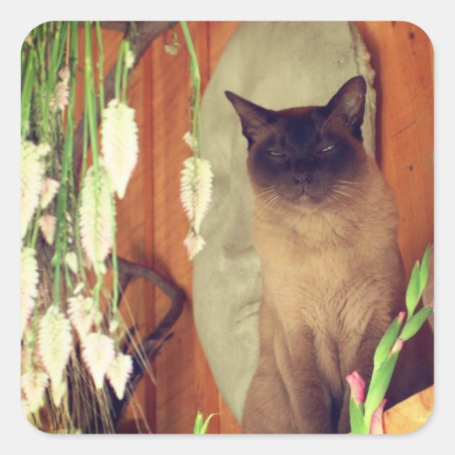 Siamese Cat Posing 1 Animal  Square Sticker (Front)