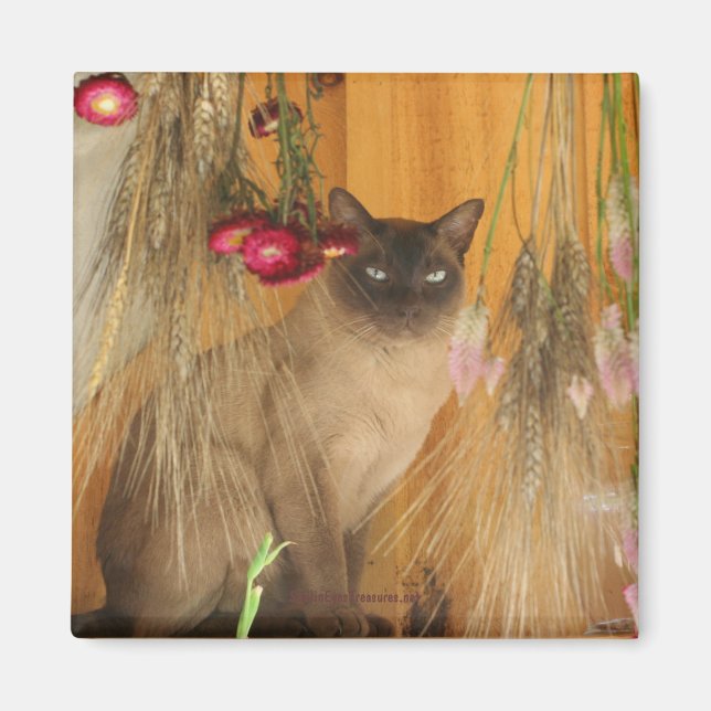 Siamese Cat Posing Animal Photography Magnet #3 (Front)