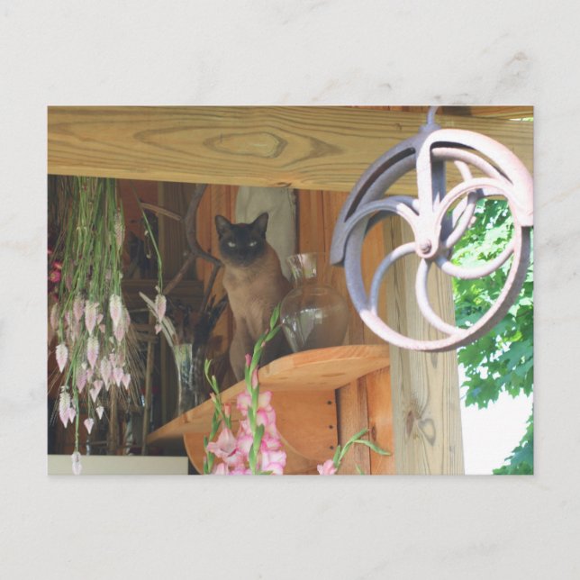 Siamese Cat Posing Animal Photography Postcard #2 (Front)