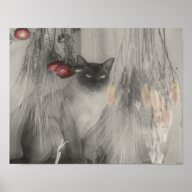 Siamese Cat Posing Vintage Partial Color Poster (Front)