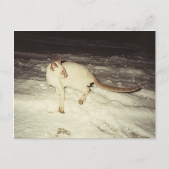 Siamese Cat Postcard (Front)