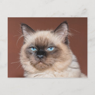 Siamese cat postcard