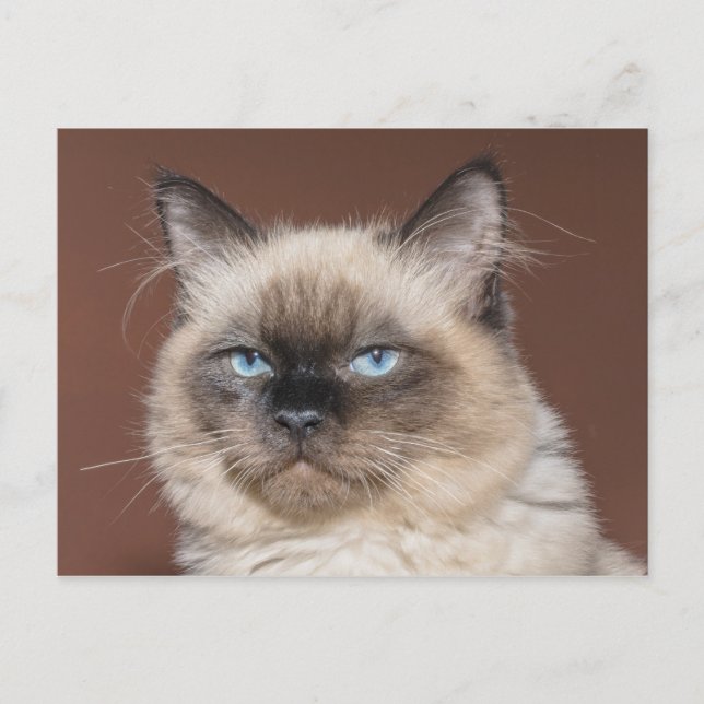 Siamese cat postcard (Front)