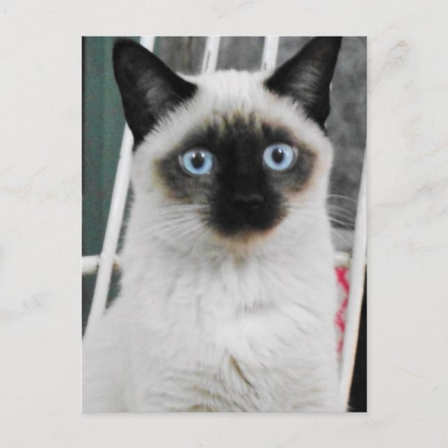 Siamese Cat Postcard (Front)