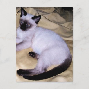 Siamese cat sandstone animal art pet cute kitty postcard