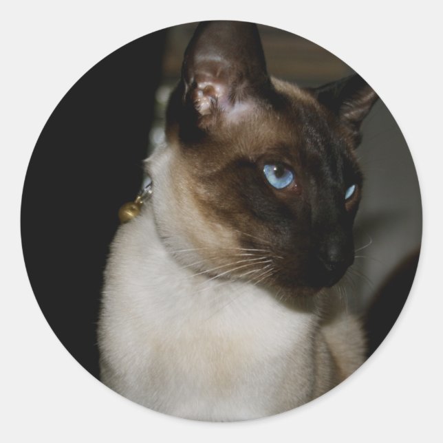 Siamese  Cat  Stickers (Front)
