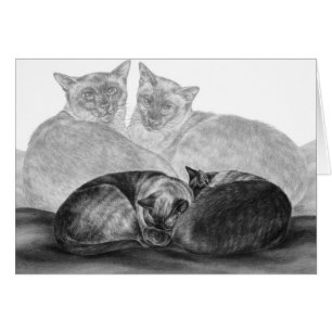 Siamese Cats Drawing by Kelli Swan