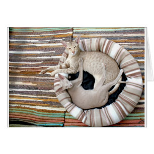 Siamese Cats Just Chillin!