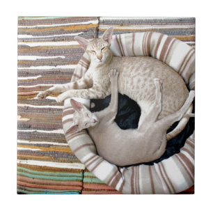Siamese Cats Just Chillin! Tile