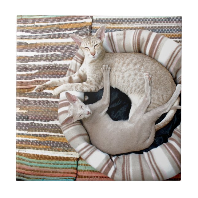 Siamese Cats Just Chillin! Tile (Front)
