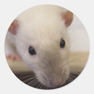 Siamese Fancy Rat Stickers
