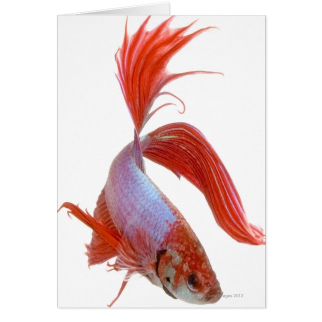 Siamese fighting fish (Betta splendens) (Front)