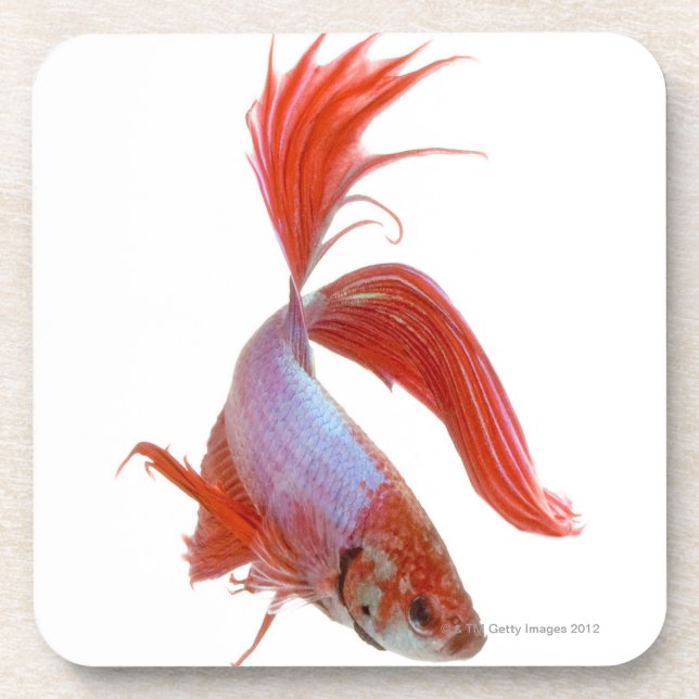 Siamese fighting fish (Betta splendens) Coaster (Front)