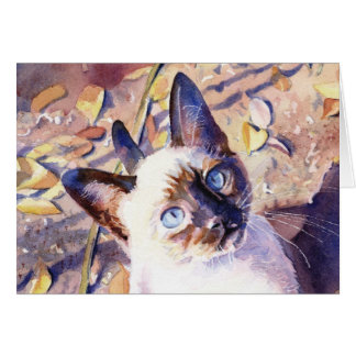 Siamese Kitten