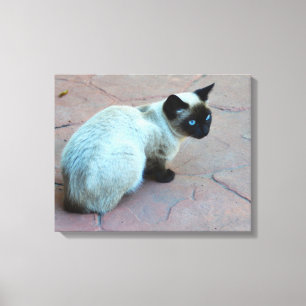 Siamese kitten canvas print