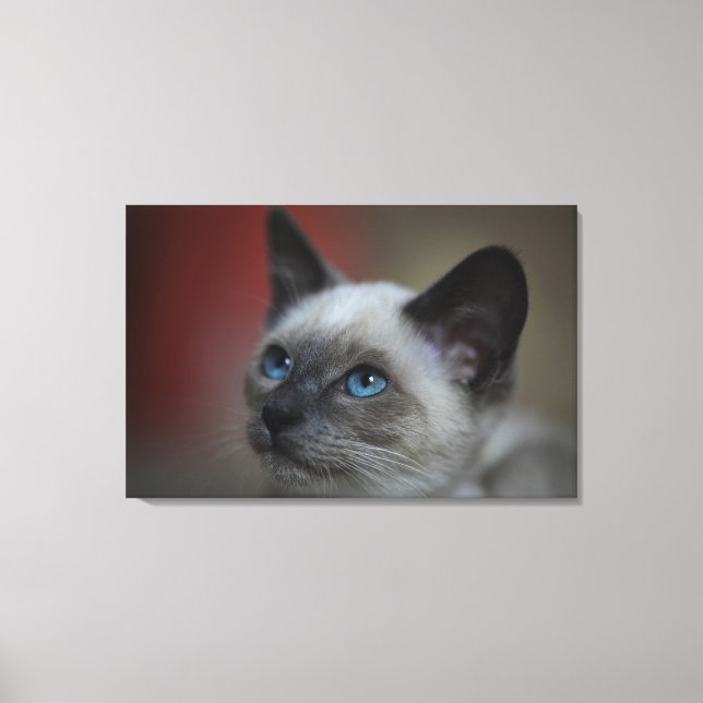Siamese kitten canvas print (Front)