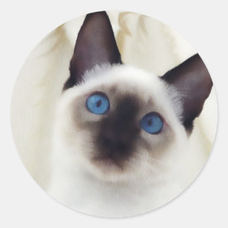 Siamese Kitten Classic Round Sticker