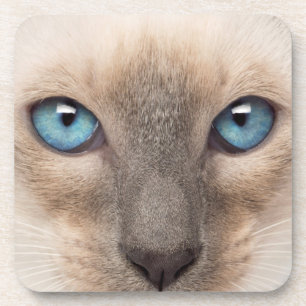 Siamese Kitten Coaster