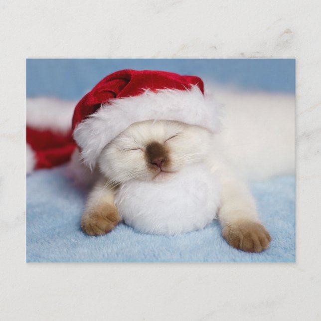 Siamese Kitten: Holiday Napping Postcard (Front)