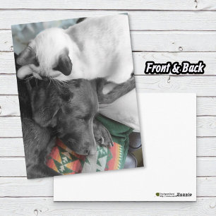 Siamese Kitten Lovingly Lies On Labrador's Head Postcard
