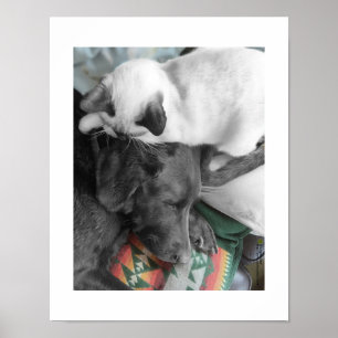 Siamese Kitten Lovingly Lies On Labrador's Head Poster