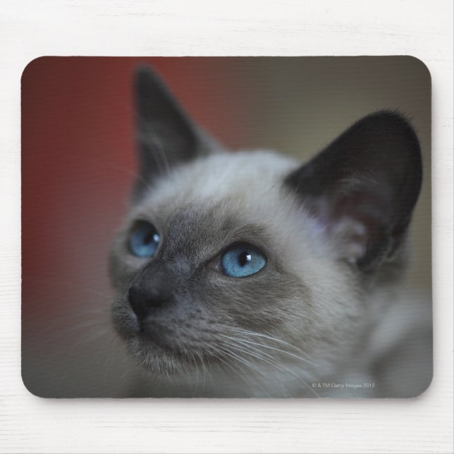 Siamese kitten mouse pad (Front)