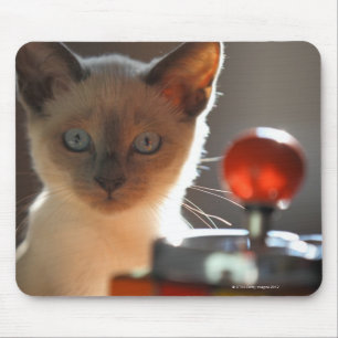 Siamese kitten mouse pad