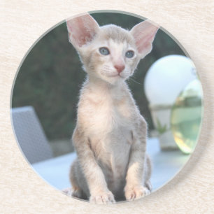 Siamese Kitten on a table Coaster