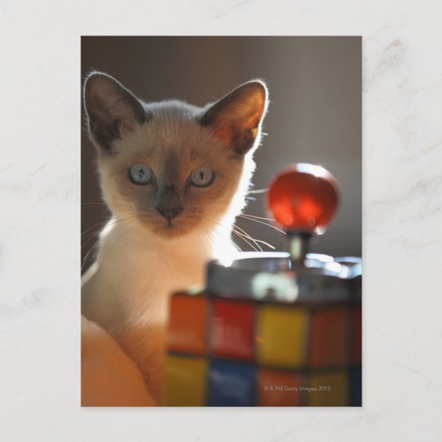 Siamese kitten postcard (Front)