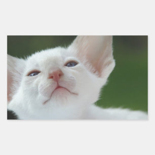 Siamese kitten sticker