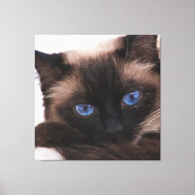 Siamese Kitten Sweetie Face Canvas Print (Front)
