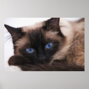 Siamese Kitten Sweetie Face Poster