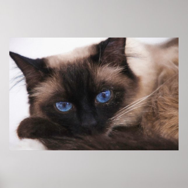 Siamese Kitten Sweetie Face Poster (Front)