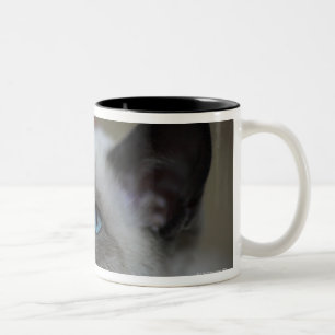 Siamese kitten Two-Tone coffee mug