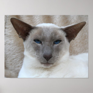 Siamese Kitty Cat Customizable Poster