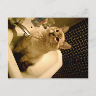 siamese mix kitten postcard