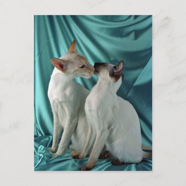 Siamese, red point & seal point postcard (Front)