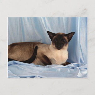 Siamese, seal point postcard