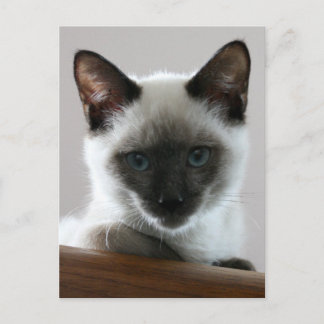 Siamese Stare Postcard