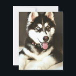 Siberian Baby Huskey Pet Dog Photograph Postcard<br><div class="desc">Siberian Baby Husky Pet Dog Photograph Postcard</div>