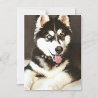 Siberian Baby Huskey Pet Dog Photograph Postcard