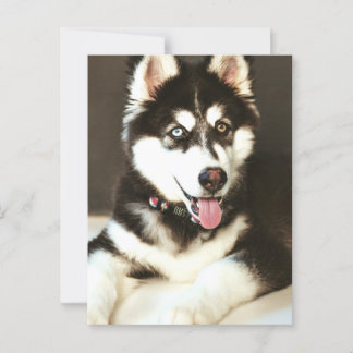 Siberian Baby Huskey Pet Dog Photograph Postcard