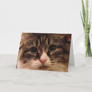 Siberian Cat Close Up Note Card
