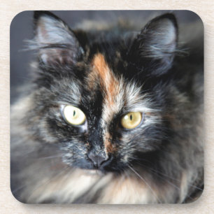 Siberian Cat Coaster