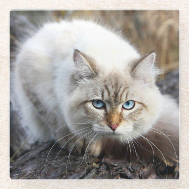 Siberian Cat In A Autumn Forest Glass Coaster (Front)
