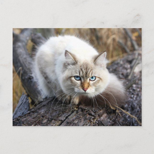 Siberian Cat In A Autumn Forest Postcard (Front)