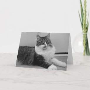 Siberian Cat Note Card