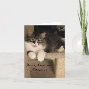 Siberian Cat Note Cards