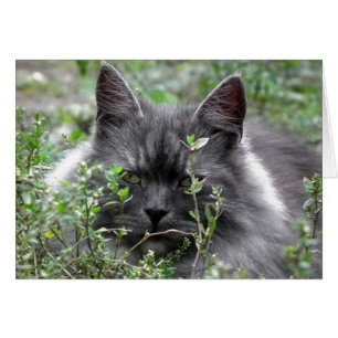 Siberian Cat Portrait